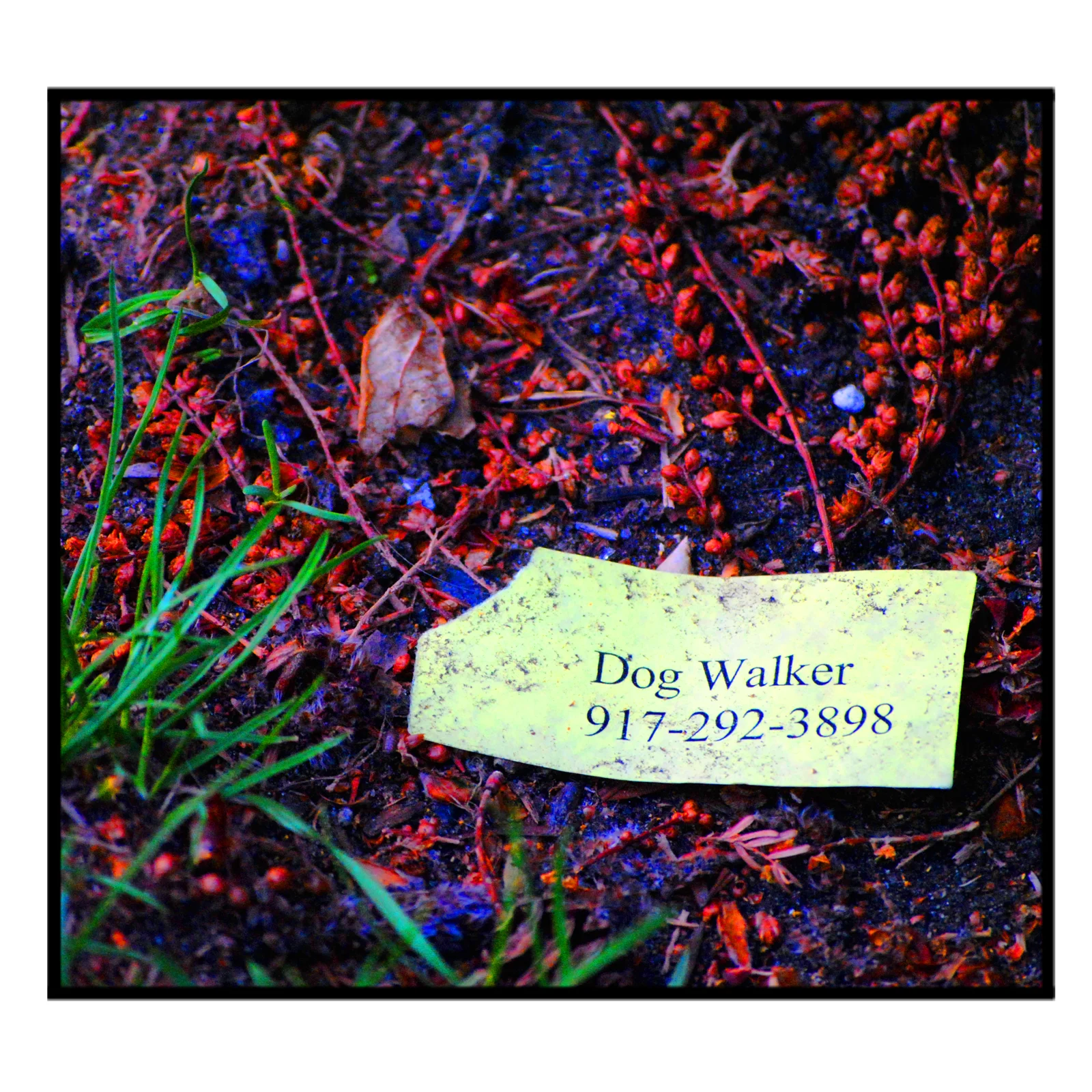 Dog Walker