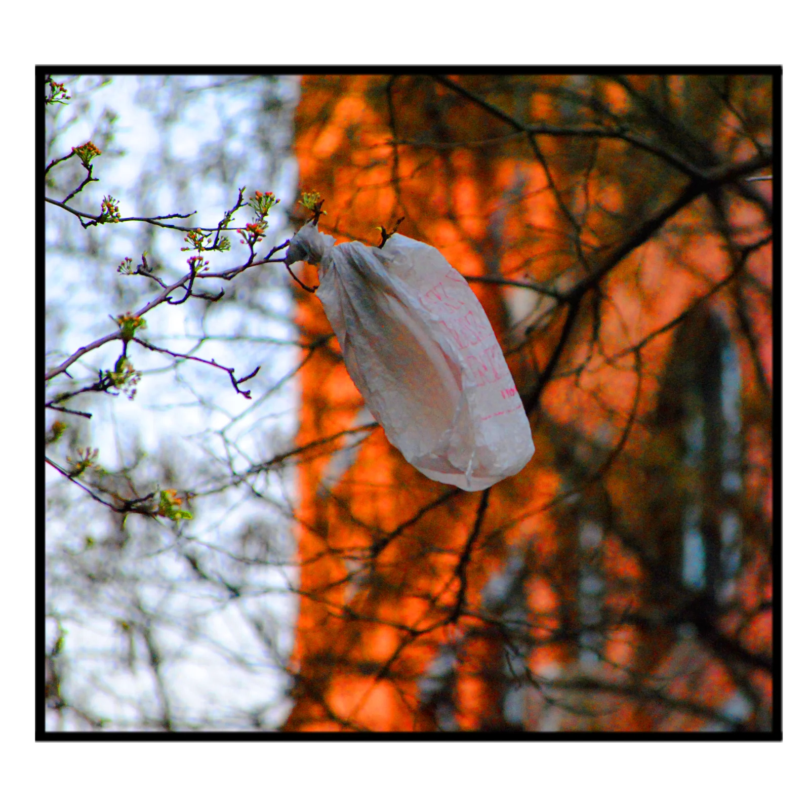 Trash in Tree